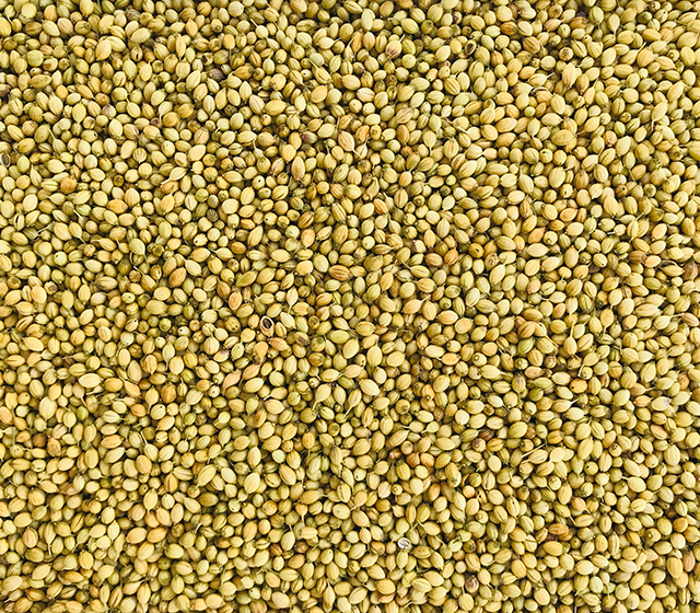 Coriander Seeds