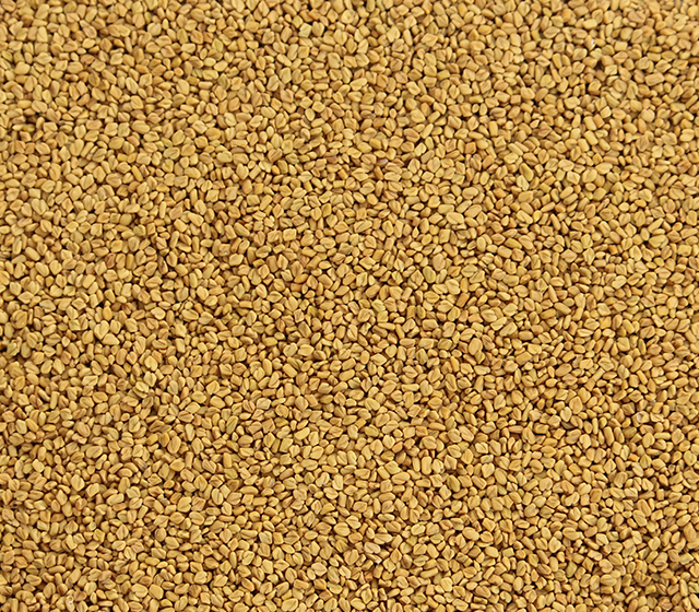 Fenugreek Seeds